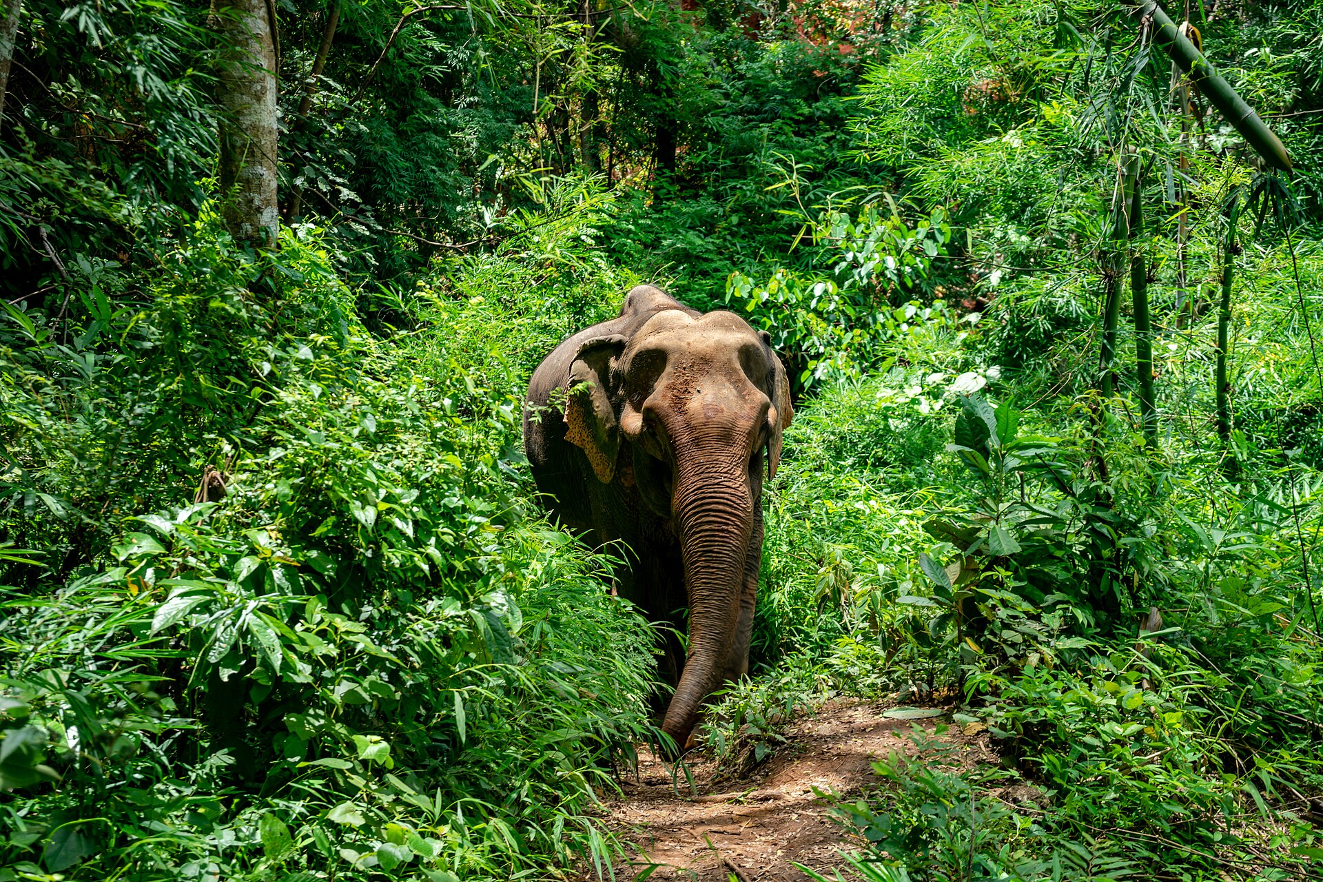 An elephant on a jungle trail at Elephant Nature Park, Chiang Mai